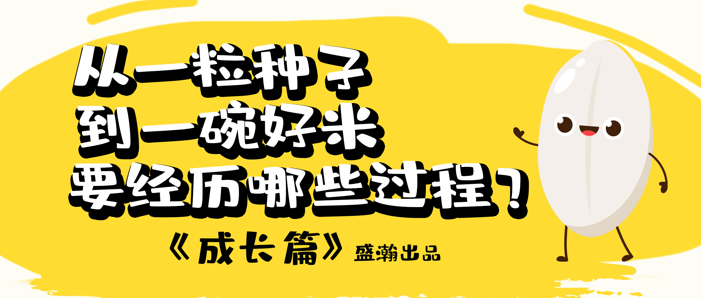 大米的一生-成長篇 | 從一粒種子到一碗好米要經(jīng)歷哪些過程？